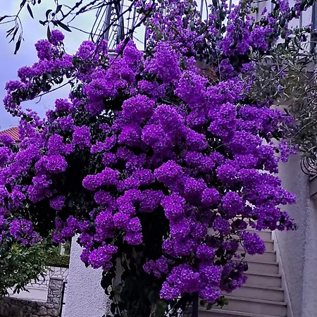 Buba * טרוגיר